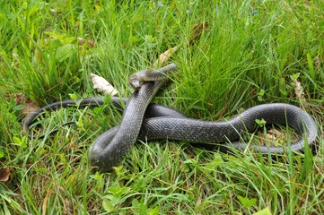 Äskulapnatter (Zamenis longissimus) in Verteidigunsstellung im Gras