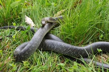 Äskulapnatter (Zamenis longissimus) in Verteidigunsstellung im Gras
