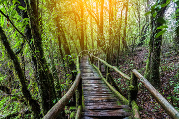 Silhouette of sunset and light flare at the mountain named Pha Chu Thong at Phu Hin Rong Kla National Park, Phitsanulok Province, Thailand