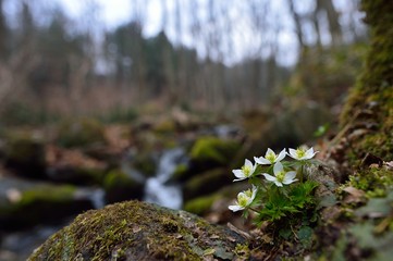 anemone flower, anemone flower blooming in stream

