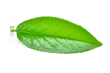 Obraz premium Green tea leaf isolated on white background
