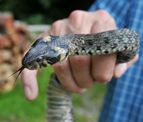 Große Ringelnatter (Natrix natrix) in der Hand