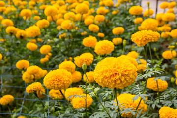 Yellow Marigolds flower
