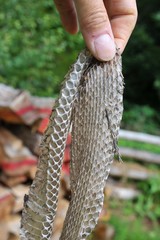 Haut einer Äskulapnatter (Zamenis longissimus) nach der Häutung