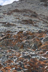 light  red-brown, Lichens  or rock fungus on a rock texture on Mountain in Ulgii : Mongolia .