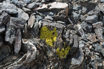 Yellow Lichens  or yellow rock fungus on a rock texture on Mountain.