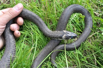 Große Ringelnatter (Natrix natrix) im Gras