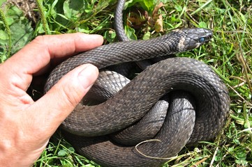 Große Ringelnatter (Natrix natrix) vor der Häutung im Gras