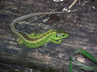 Männliche Zauneidechse (Lacerta agilis) auf Altholz