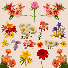 Collection of beautiful colorful flowers