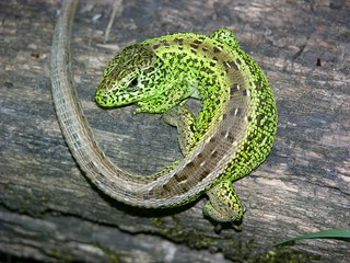 Männliche Zauneidechse (Lacerta agilis) auf Altholz