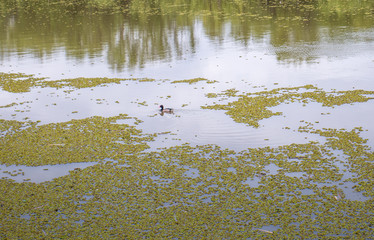 duck on the lake.