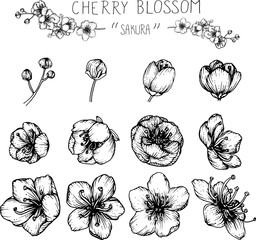 drawing flowers  cherry blossom flowers vector or illustration 