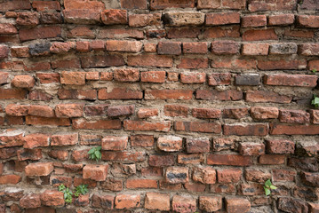 Little plant tree grow in old brick wall, Thailand