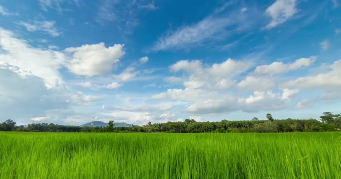 Timelapse passing cloud and sky over rice field at Songkhla,Thailand