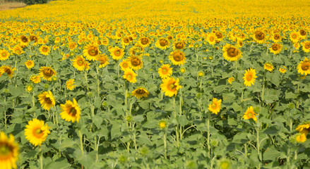 Fototapeta premium sunflowers in field with lovely sky in winter season of Thailand