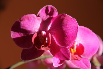Fototapeta na wymiar Бутон ярко розовой орхидеи на оранжевом фоне