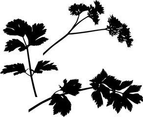 three parsley silhouettes isolated on white