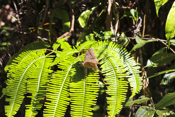 Butterfly on leaf