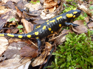 Feuersalamander (Salamandra salamandra) auf Moos im Buchenwald