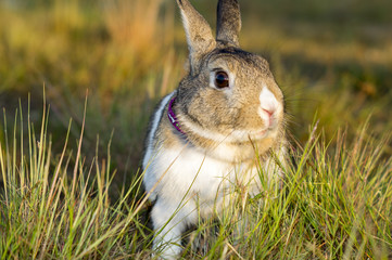 rabbit in the grass