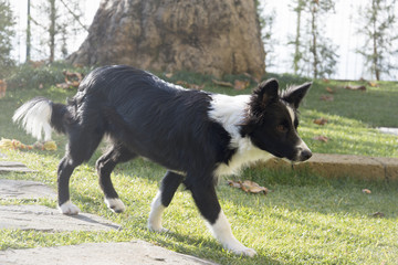 Border collie puppy in the garde
