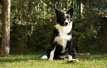 Border collie in the garden