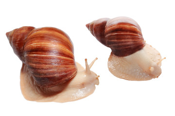 Photo of Achatina with cornicle up on white background