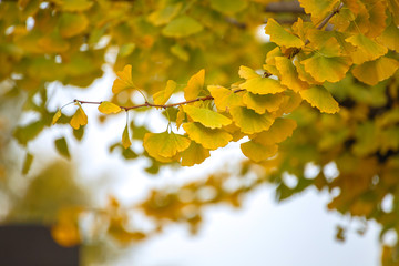 Close-up Ginkgo Biloba yellow leaf (ginkgo, gingko, maidenhair tree) in Autumn season at Senso-ji temple in Asakusa District, a major tourist attraction in Tokyo, Japan