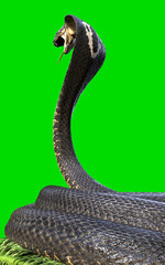 King Cobra The world's longest venomous snake isolated on green background, King cobra snake 3d illustration, King cobra snake 3d Rendering on grass