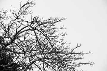 Silhouette nature branches tree background