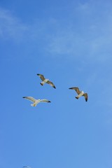 Flying seagulls