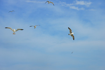 Flying seagulls