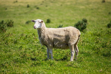 Naklejka na ściany i meble Sheep with green grass in New Zealand