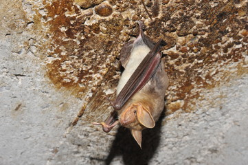 Große Mausohrfledermaus, Myotis myotis, im Sommerquartier
