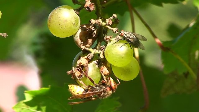 Die Hornisse l&auml;sst sich beim Fressen auf der reifen Weinbeere von der Fliege nicht st&ouml;ren (Makroaufnahme)