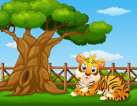 Animal tiger beside a tree inside the fence