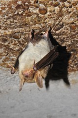 Große Mausohrfledermaus, Myotis myotis, im Sommerquartier