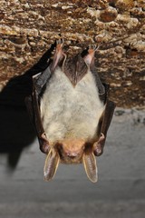 Große Mausohrfledermaus, Myotis myotis, im Sommerquartier