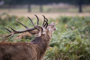 Majestic powerful red deer stag Cervus Elaphus in forest landsca