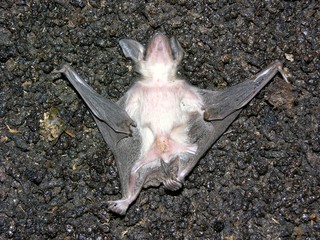 Große Mausohrfledermaus, Myotis myotis, im Sommerquartier