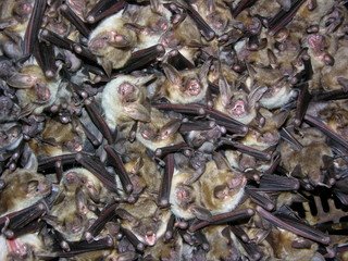 Große Mausohrfledermaus, Myotis myotis, im Sommerquartier