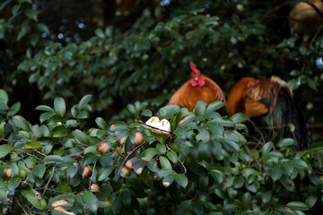 ニワトリと正月飾り