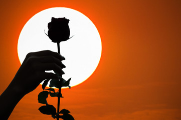 Silhouette of single rose at sunset.