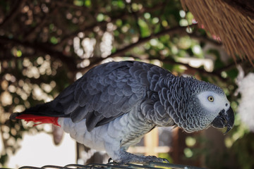 real live African parrot home next to his cell in the garden