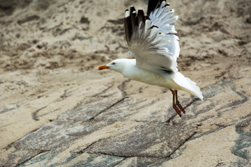Close-Up at  Seagull Take off / Germany
