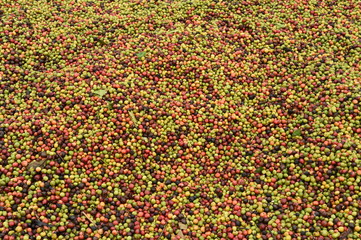 fresh coffee beans before roast for background