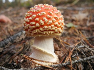 Fliegenpilz, Amanita muscaria, im lichten Fichtenwald