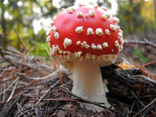 Fliegenpilz, Amanita muscaria, im lichten Fichtenwald
