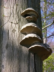 Zunderschwamm (Fomes fomentarius) an Buche © Hermann